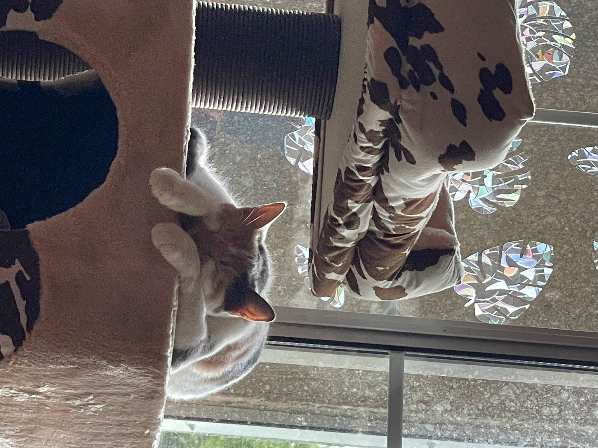 Flora joined the competition — help win amazing prizes! art, automotive_exterior, carmine, facade, felidae, glass, human_leg, pattern, shadow, small_to_medium_sized_cats, tail, tints_and_shades, vehicle_door, visual_arts, whiskers, window