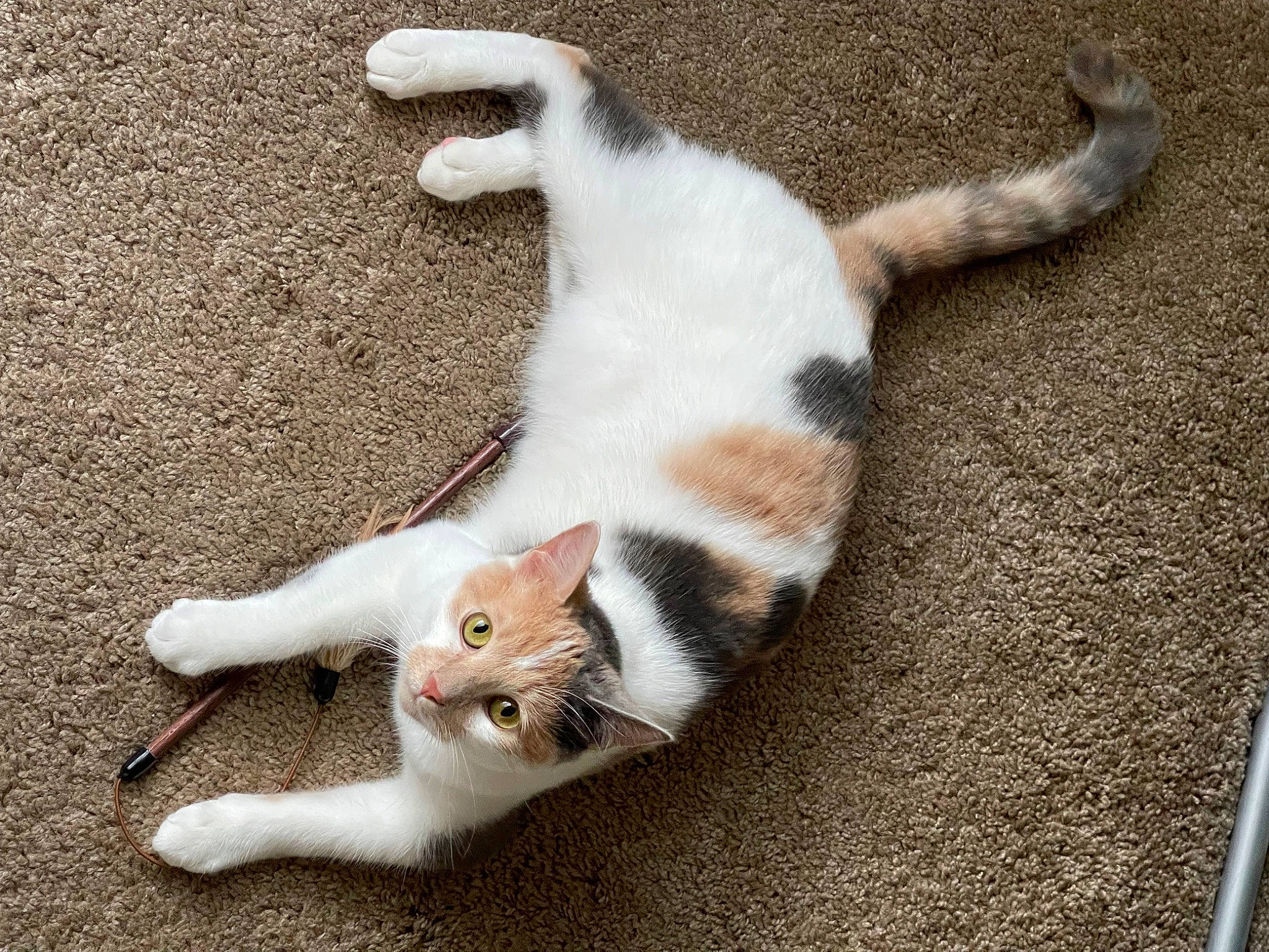 Flora joined the competition — help win amazing prizes! art, carnivore, cat, claw, domestic_short_haired_cat, fawn, felidae, flooring, foot, fur, grass, human_leg, mammal, paw, shadow, small_to_medium_sized_cats, tail, vertebrate, whiskers, wood