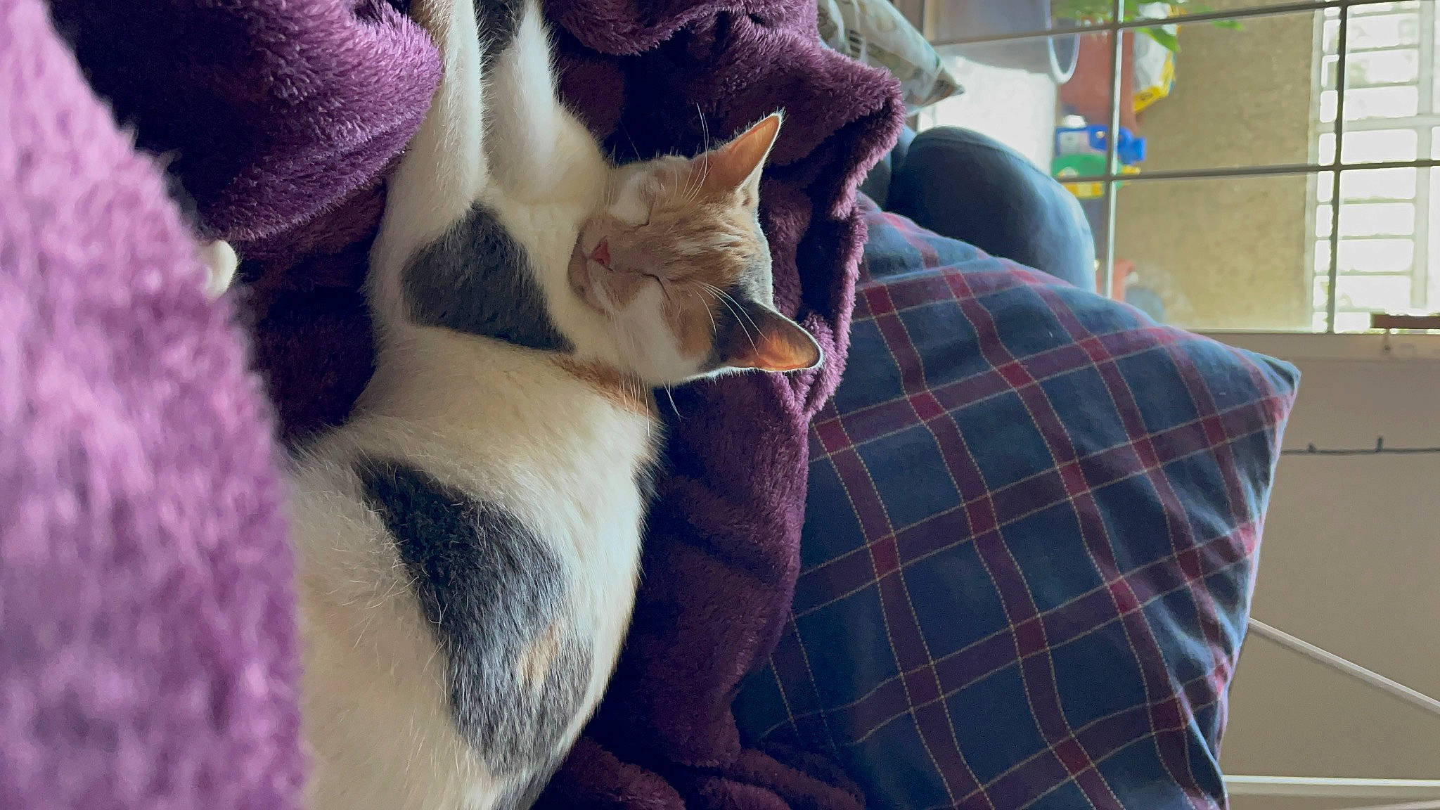 Flora joined the competition — help win amazing prizes! carnivore, cat, comfort, domestic_short_haired_cat, fawn, felidae, fur, lap, linens, nap, pattern, paw, plaid, plant, purple, small_to_medium_sized_cats, snout, tail, tartan, whiskers