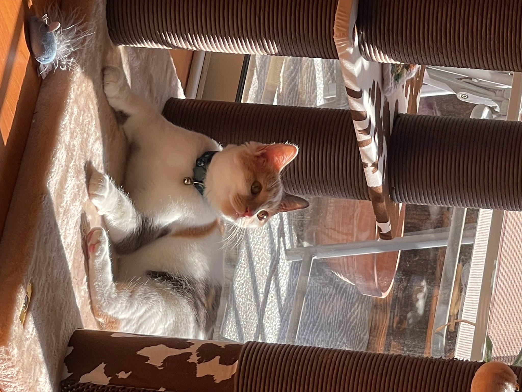 Flora is registered to the contest to win money with this photo: ceiling, comfort, dress, flesh, flooring, foot, hardwood, human_leg, interior_design, leg, metal, room, sitting, stairs, textile, thigh, window, window_covering, window_treatment, wood