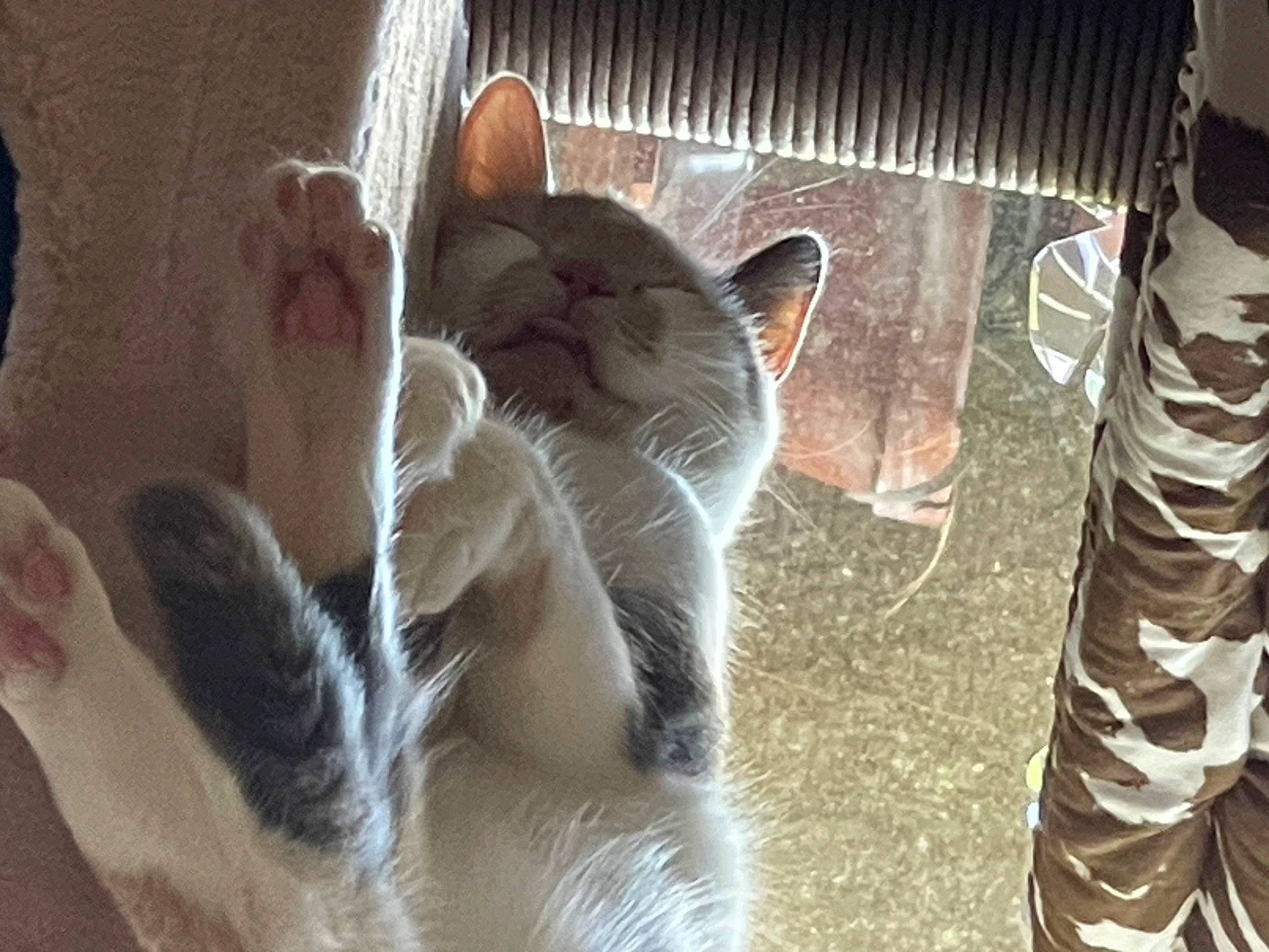 Flora is registered to the contest to win money with this photo: animal_shelter, canidae, carnivore, cat, claw, comfort, domestic_short_haired_cat, fawn, felidae, foot, fur, human_leg, nap, paw, small_to_medium_sized_cats, snout, tail, whiskers