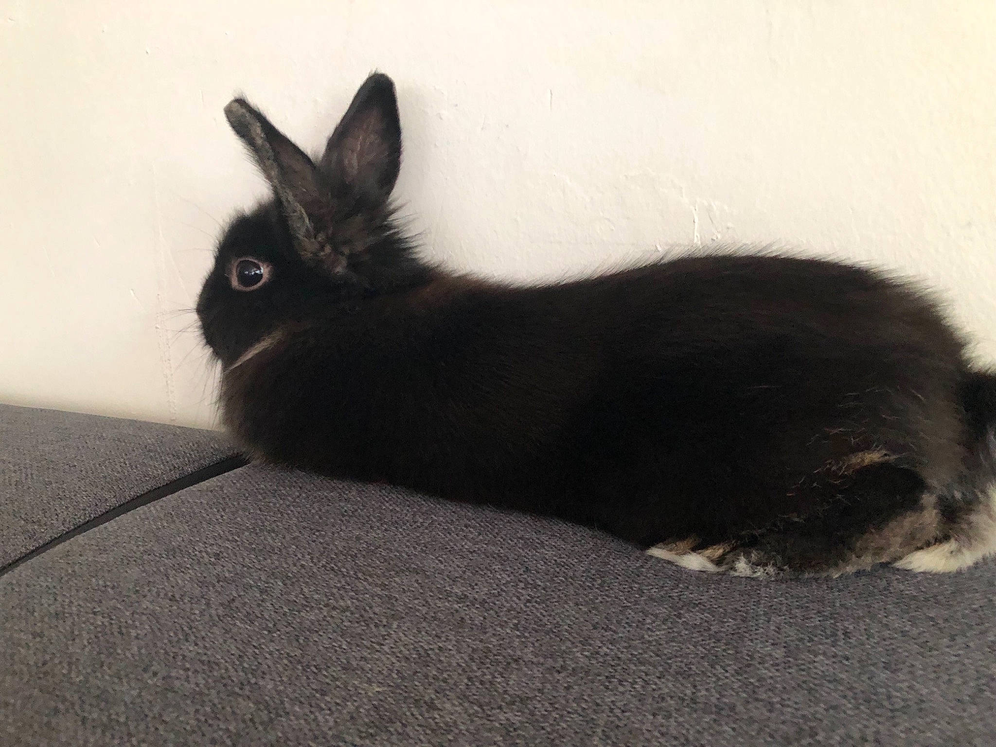 Lapin a rejoint le concours — aidez-le/la à gagner de superbes lots ! black, black_and_white, domestic_rabbit, ear, fawn, fur, hare, rabbit, rabbits_and_hares, skin, tail, whiskers