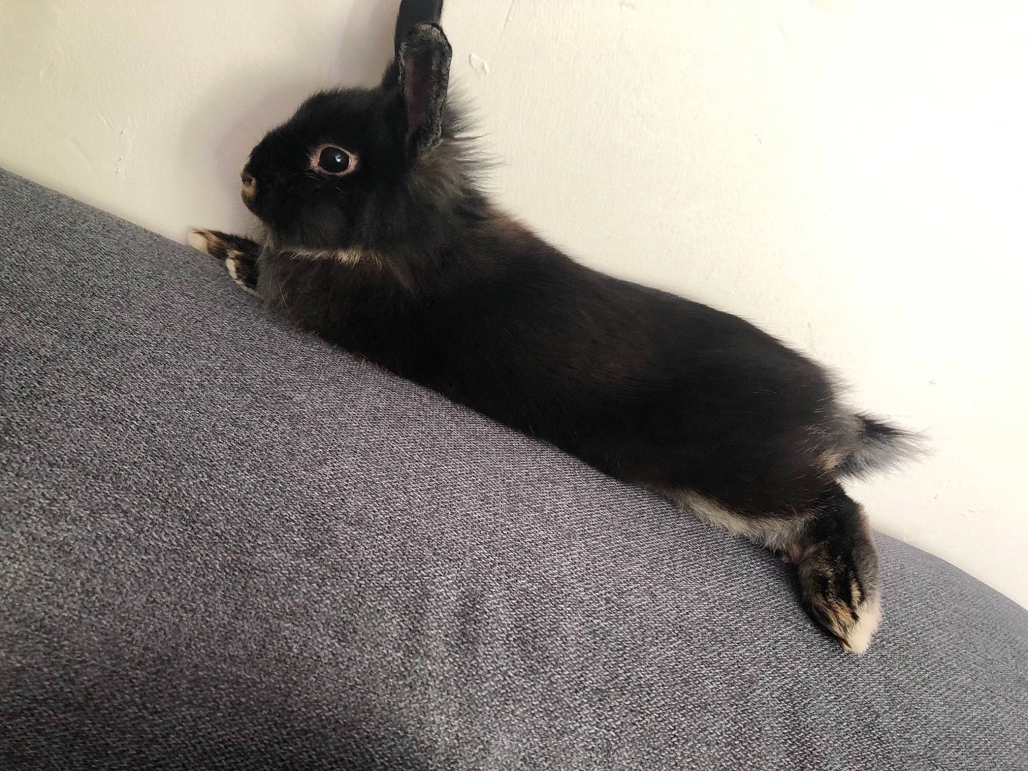 Lapin participe au concours pour gagner de l'argent avec cette photo : black, canidae, carnivore, companion_dog, dog_breed, domestic_rabbit, ear, fawn, fur, puppy, rabbit, rabbits_and_hares, skin, sky, tail