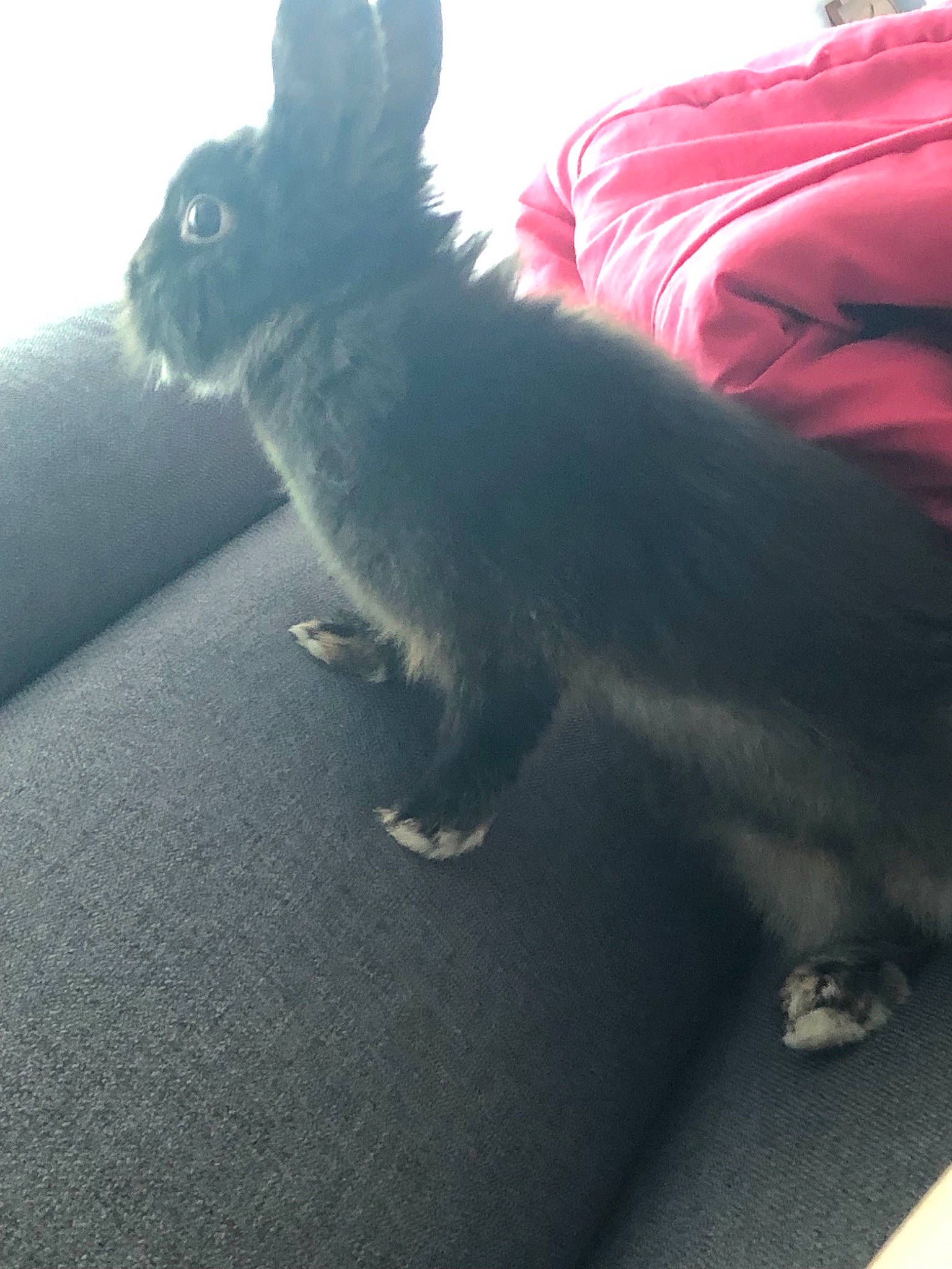 Lapin a rejoint le concours — aidez-le/la à gagner de superbes lots ! canidae, carnivore, cat, dog_breed, felidae, small_to_medium_sized_cats, snout, tail, whiskers