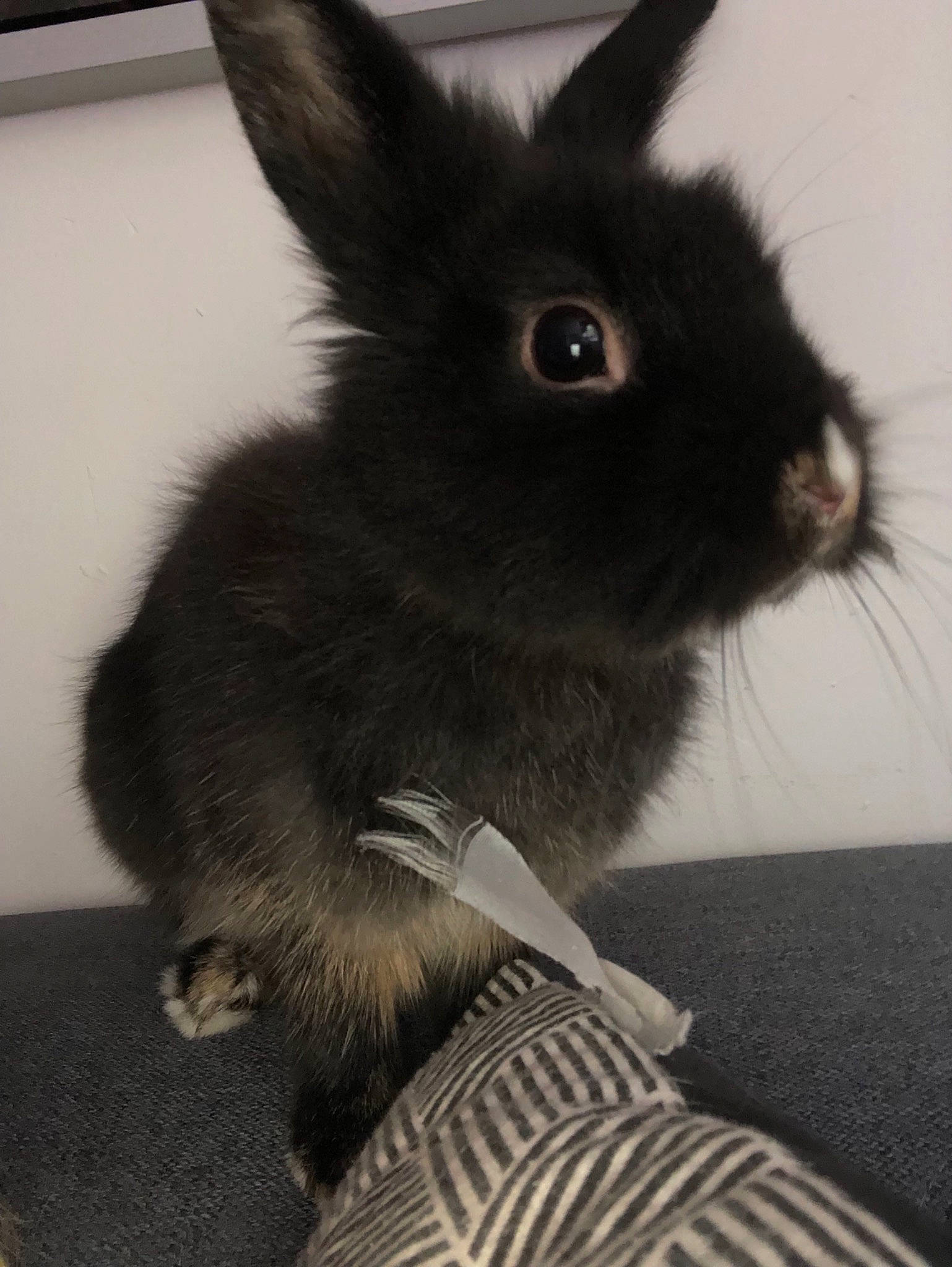 Lapin participe au concours pour gagner de l'argent avec cette photo : angora_rabbit, domestic_rabbit, ear, hare, mammal, rabbit, rabbits_and_hares, skin, snout, vertebrate, whiskers