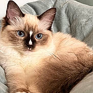Angélique Dissard participe au concours pour gagner de l'argent avec cette photo : cat, blue_eyes, fluffy, relaxed, close_up, indoor, pet, fur, animal, cute, resting, laying, soft_texture, cozy, portrait, mammal, whiskers, ears, face, comfort