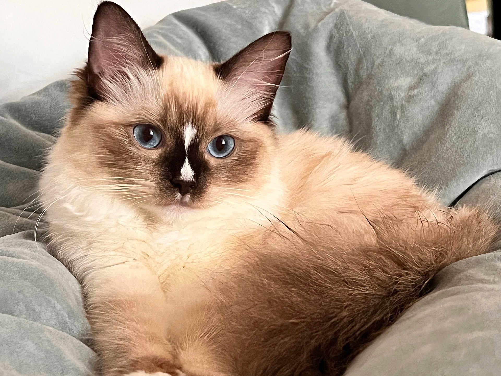 Angélique Dissard participe au concours pour gagner de l'argent avec cette photo : cat, blue_eyes, fluffy, relaxed, close_up, indoor, pet, fur, animal, cute, resting, laying, soft_texture, cozy, portrait, mammal, whiskers, ears, face, comfort
