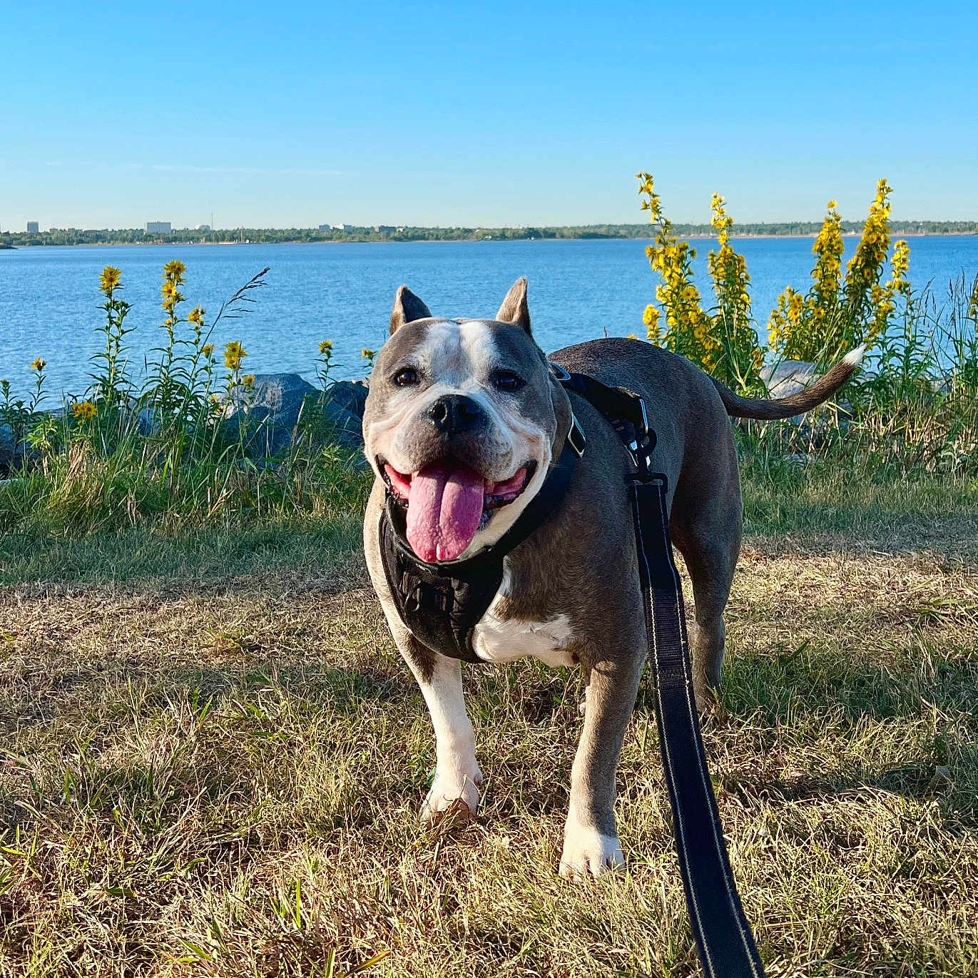 Diesel joined the competition — help win amazing prizes! animal, canine, daytime, dog, flowers, grass, greenery, happy, leash, nature, outdoor, park, pet, sky, smile, summer, sunlight, tongue, walking, water