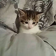 Punkin is registered to the contest to win money with this photo: