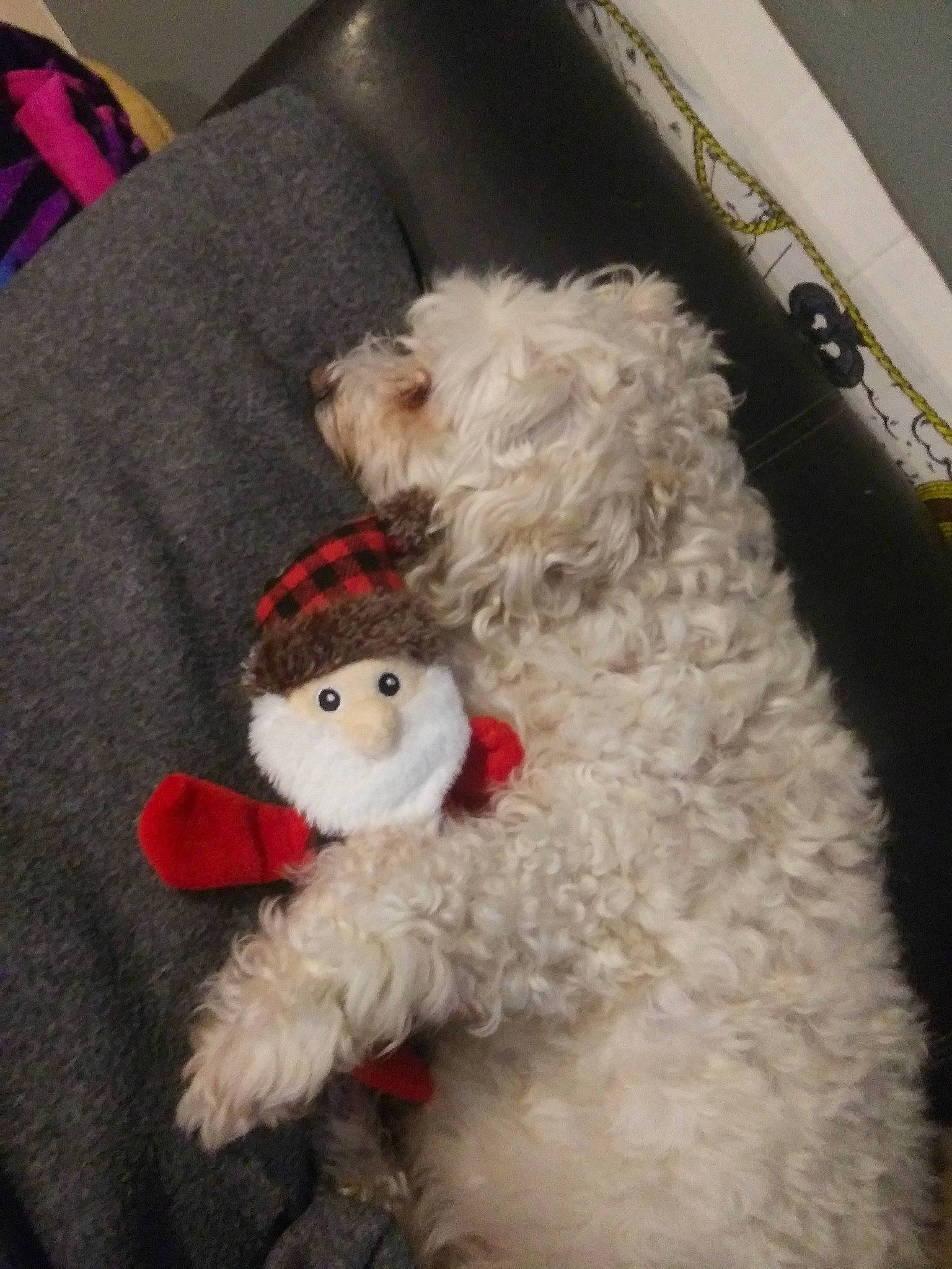 Popcorn is registered to the contest to win money with this photo: bichon, bolognese, canidae, cockapoo, dog, dog_breed, fur, goldendoodle, labradoodle, maltese, non_sporting_group, schnoodle, stuffed_toy, toy_dog, wool