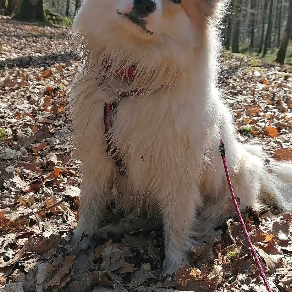 Caramel