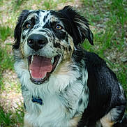 Zeus joined the competition — help win amazing prizes! dog, happy, outdoor, grass, nature, pet, canine, tongue_out, fur, collar, animal, smiling, playful, closeup, ears, sitting, friendly, daylight, spot, cheerful