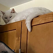 Zeus joined the competition — help win amazing prizes! animal, calm, cat, cozy, domestic, ears, feline, fur, furniture, home, indoor, pet, quiet, relaxed, resting, sleepy, tail, top_view, white_cat, wooden_cabinet