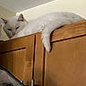 animal, calm, cat, cozy, domestic, ears, feline, fur, furniture, home, indoor, pet, quiet, relaxed, resting, sleepy, tail, top_view, white_cat, wooden_cabinet
