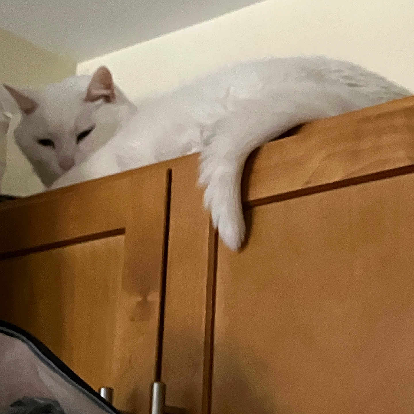 Zeus