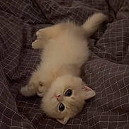 Snow White is registered to the contest to win money with this photo: bed, blanket, cat, cute, domestic_animal, eyes, fluffy, fur, gaze, grid_pattern, indoor, kitten, lying_down, pet, portrait, relaxed, small_paws, soft_lighting, upholstery, whiskers