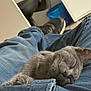 Joy Brûlé participe au concours pour gagner de l'argent avec cette photo : animal, casual, chair, comfort, cozy, cute, domestic, feline, footwear, gray_cat, home, indoor, jeans, kitten, lap, pet, relaxation, rest, sleeping, trash_bin