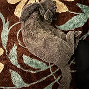 Joy Brûlé participe au concours pour gagner de l'argent avec cette photo : animal, blanket, cat, cozy, curled_up, cute, domestic_cat, feline, floral_pattern, fur, gray_cat, indoor, paws, pet, relaxed, resting, sleep, sleeping, soft_texture, tail