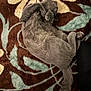 animal, blanket, cat, cozy, curled_up, cute, domestic_cat, feline, floral_pattern, fur, gray_cat, indoor, paws, pet, relaxed, resting, sleep, sleeping, soft_texture, tail