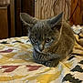 animal, bedspread, bird_pattern, cat, closeup, cozy, curious, domestic, ears, eyes, furniture, grey_fur, indoor, kitten, loaf_pose, pet, resting, whiskers, wood, young_cat