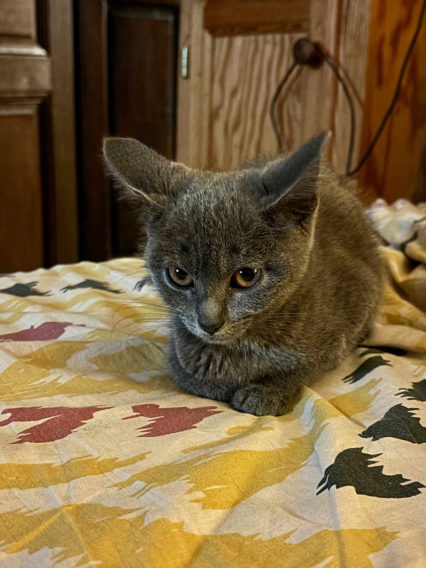 Joy Brûlé participe au concours pour gagner de l'argent avec cette photo : animal, bedspread, bird_pattern, cat, closeup, cozy, curious, domestic, ears, eyes, furniture, grey_fur, indoor, kitten, loaf_pose, pet, resting, whiskers, wood, young_cat