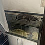 Joy Brûlé participe au concours pour gagner de l'argent avec cette photo : animal, aquarium, cabinet, cat, clothes, curious_cat, door_frame, drying_rack, empty_tank, floor_tiles, furniture, gray_cat, home_interior, indoor, light_switch, metal_grid, pet, relaxed, resting, wall