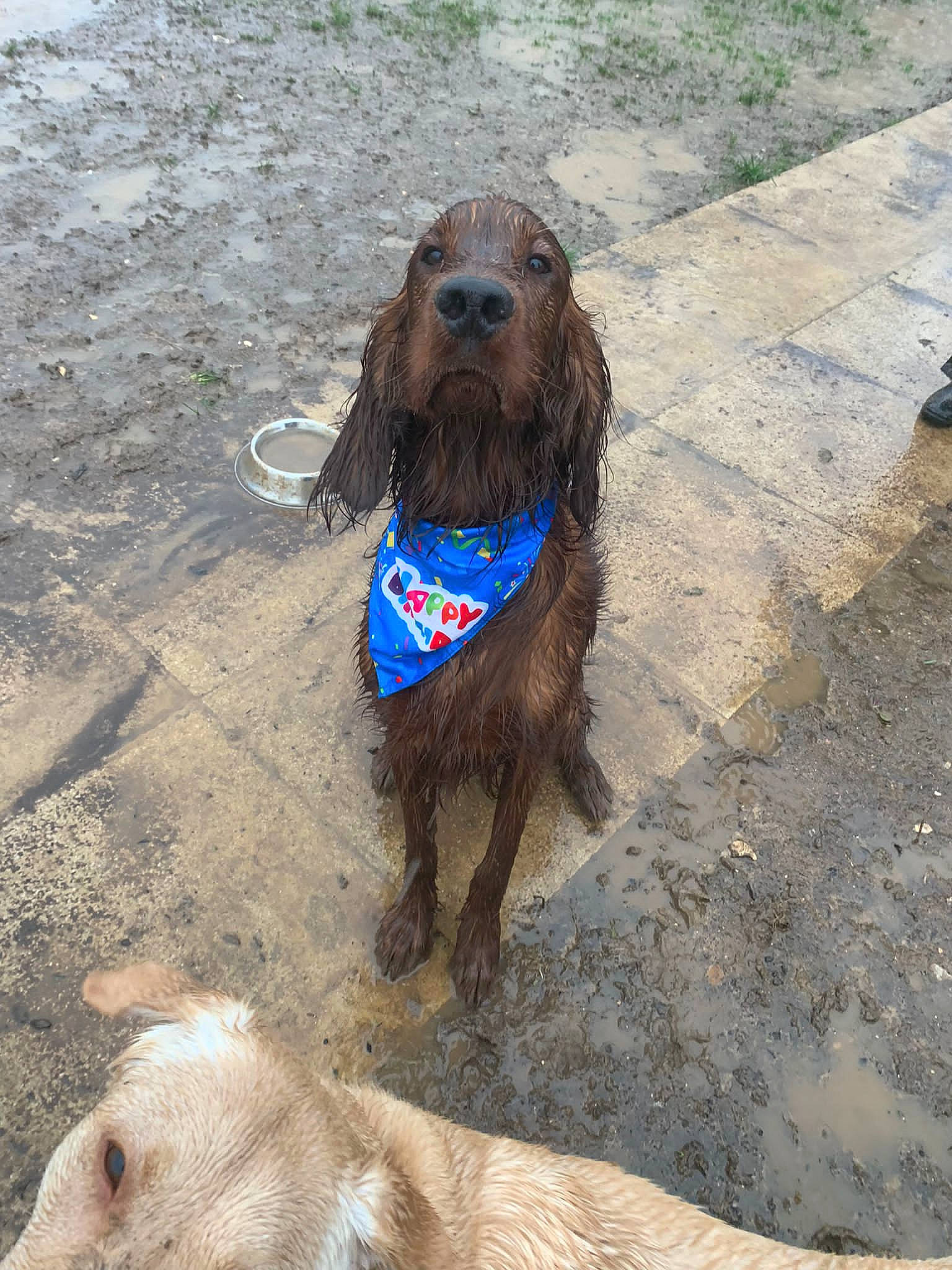 Toby joined the competition — help win amazing prizes! canidae, carnivore, collar, companion_dog, dog, dog_breed, dog_collar, dog_supply, fawn, gun_dog, leash, liver, mammal, pet_supply, snout, sporting_group, terrestrial_animal, vertebrate, water_dog, working_animal