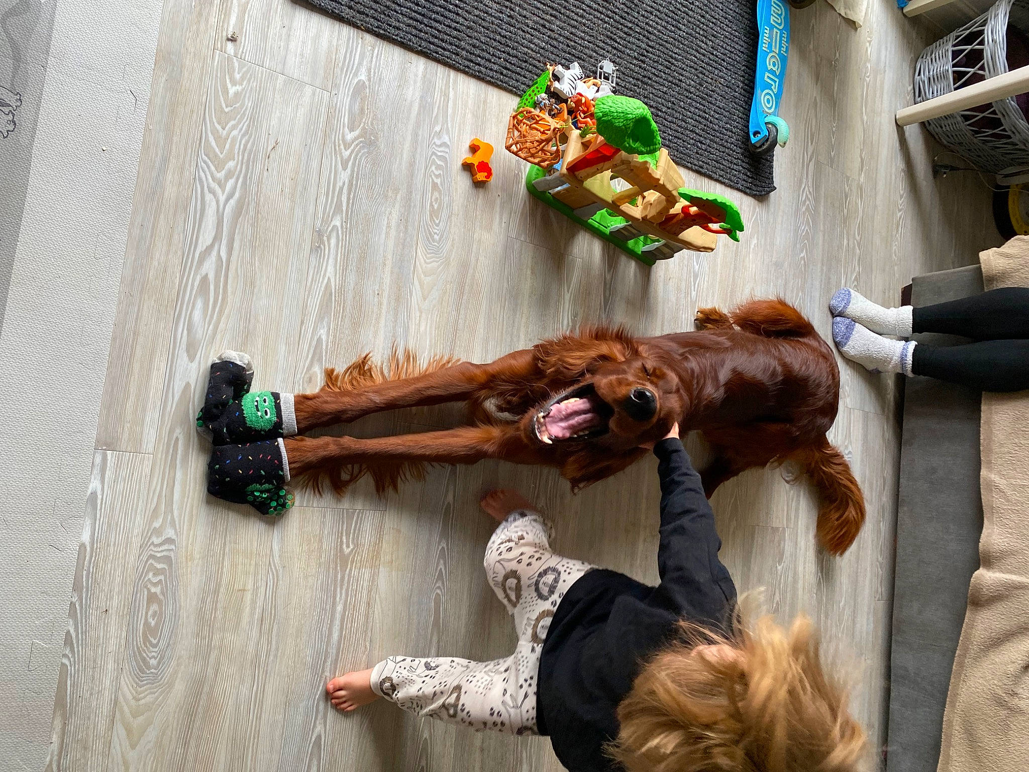 Toby is registered to the contest to win money with this photo: art, canidae, costume, event, flesh, flooring, fun, fur, green, leisure, performance_art, red, sporting_group, street_fashion, textile, tradition, visual_arts, wood