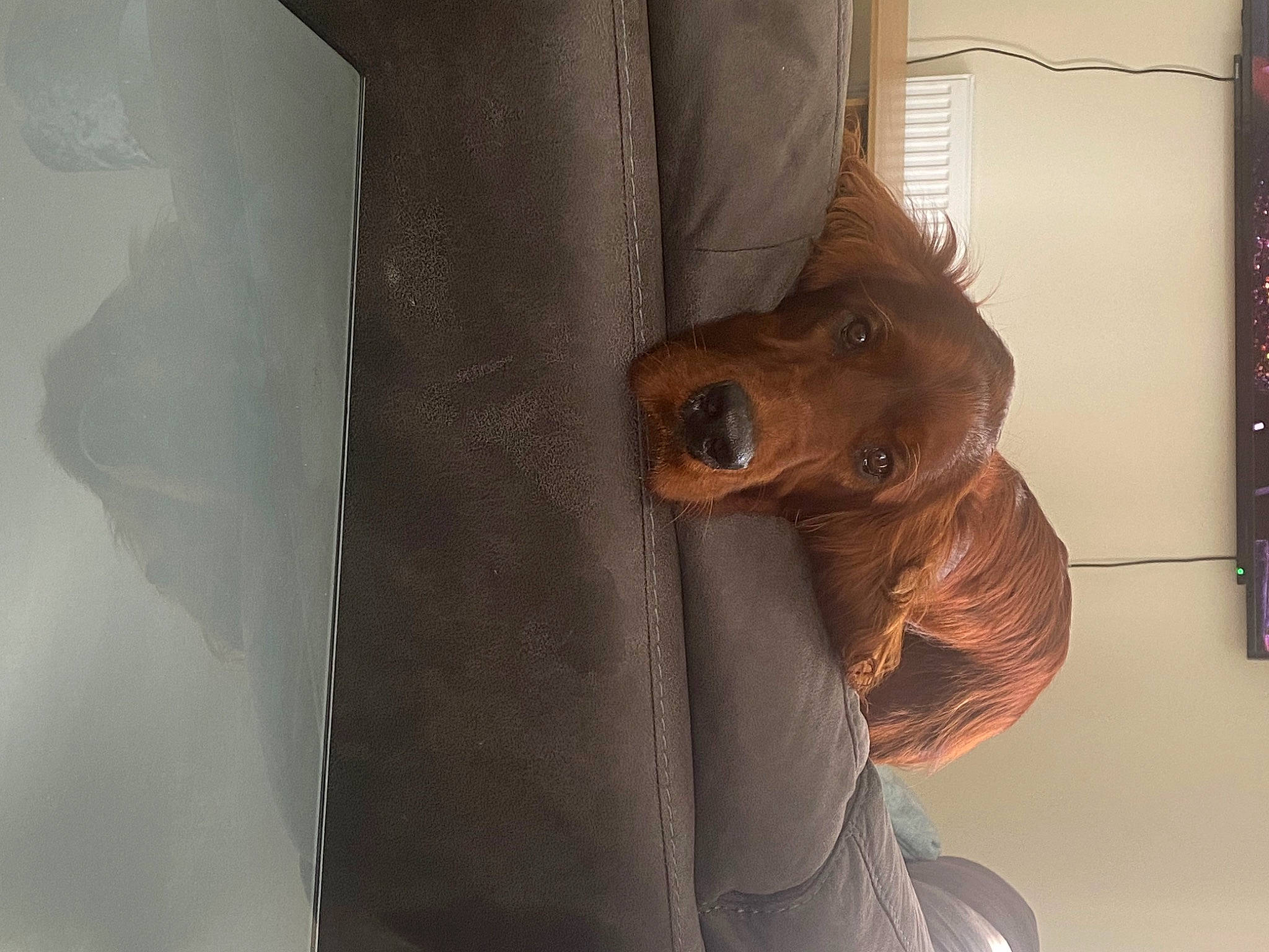 Toby joined the competition — help win amazing prizes! brown_hair, carnivore, companion_dog, dog, dog_breed, door_handle, fur, guard_dog, human_leg, jaw, leather, liver, snout, sporting_group, tints_and_shades, vehicle_door, whiskers, wood, working_animal