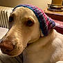 dog, close_up, indoor, knitted_hat, light_fur, pet, portrait, cozy, radiator, lamp, furniture, animal, looking, cute, warm_lighting, relaxed, companion, canine, soft_texture, colorful