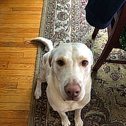 Narnia is registered to the contest to win money with this photo: dog, labrador_retriever, yellow_dog, pet, indoor, carpet, floor, wooden_floor, chair, animal, looking_up, sitting, cute, friendly, domestic, canine, fur, ears, tail, household