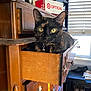 Stinky is registered to the contest to win money with this photo: cat, tortoiseshell_cat, drawer, furniture, dresser, wood, indoors, window, blinds, shelf, shoes, sunlight, yellow_eyes, pet, curious, resting, collar, bell, room, vintage
