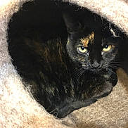 Stinky is registered to the contest to win money with this photo: cat, tortoiseshell, pet, feline, animal, cozy, indoor, bed, furry, resting, yellow_eyes, looking, cute, warm, fuzzy, soft, closeup, domestic, curious, quiet