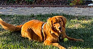 Merlin is registered to the contest to win money with this photo: animal, backyard, canine, collar, daytime, dog, garden, golden_retriever, grass, happy, laying_down, leaves, nature, outdoor, pet, plants, playing, summer, sunlight, tennis_ball