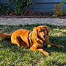 dog, golden_retriever, grass, tennis_ball, outdoor, sunlight, garden, plants, leaves, happy, pet, animal, playing, summer, nature, collar, canine, laying_down, daytime, backyard