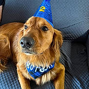 Merlin is registered to the contest to win money with this photo: animal, bandana, birthday, blue, canine, celebration, companion, couch, cute, dog, domestic_animal, fur, golden_retriever, happy, indoors, looking_away, party_hat, pet, portrait, relaxed
