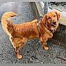 Merlin is registered to the contest to win money with this photo: animal, canine, collar, daylight, dog, fur, golden_retriever, happy, leash, looking_back, nature, outdoor, pavement, pet, side_view, smiling, tail, wall, water, wet_ground