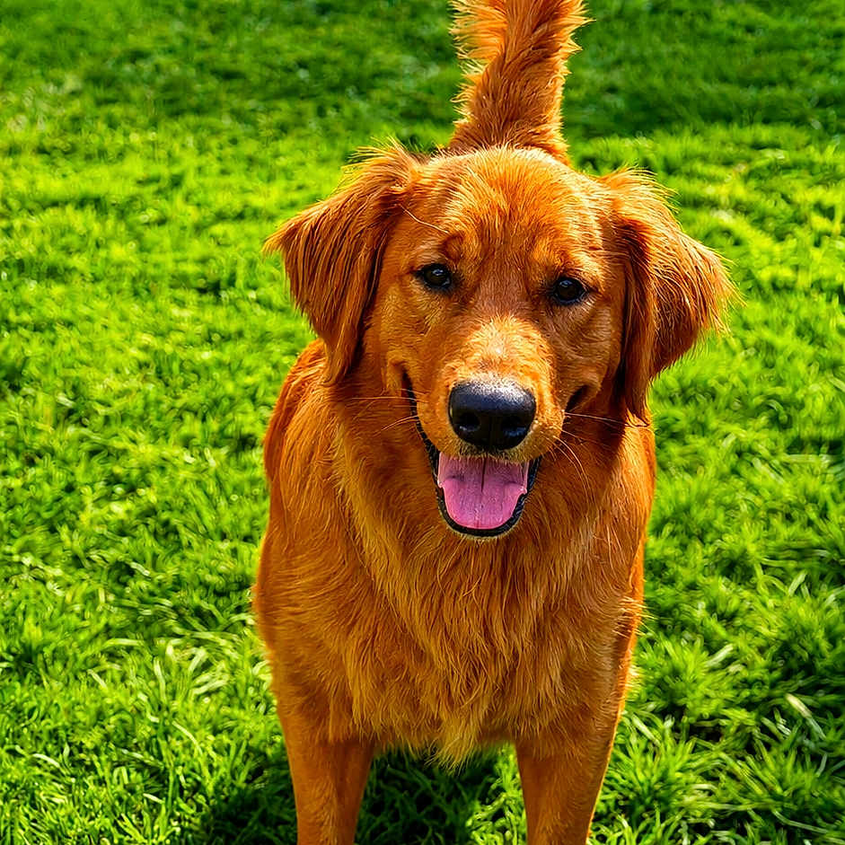 Merlin