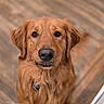 Merlin joined the competition — help win amazing prizes! animal, brown, canine, collar, cute, dog, domestic, ears, eyes, friendly, fur, golden_retriever, indoor, looking_up, mammal, nose, pet, portrait, puppy, wooden_floor