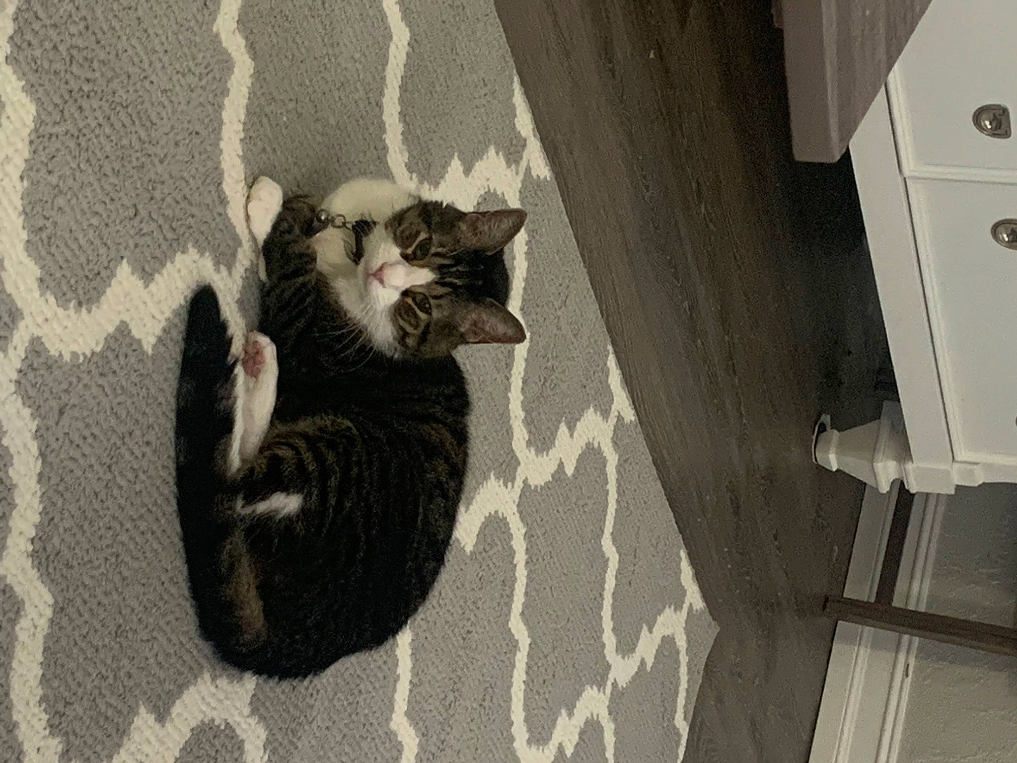 Rocky joined the competition — help win amazing prizes! black_and_white, carnivore, cat, comfort, fawn, felidae, floor, flooring, fur, grey, hardwood, human_leg, monochrome, monochrome_photography, small_to_medium_sized_cats, tail, tints_and_shades, whiskers, window, wood