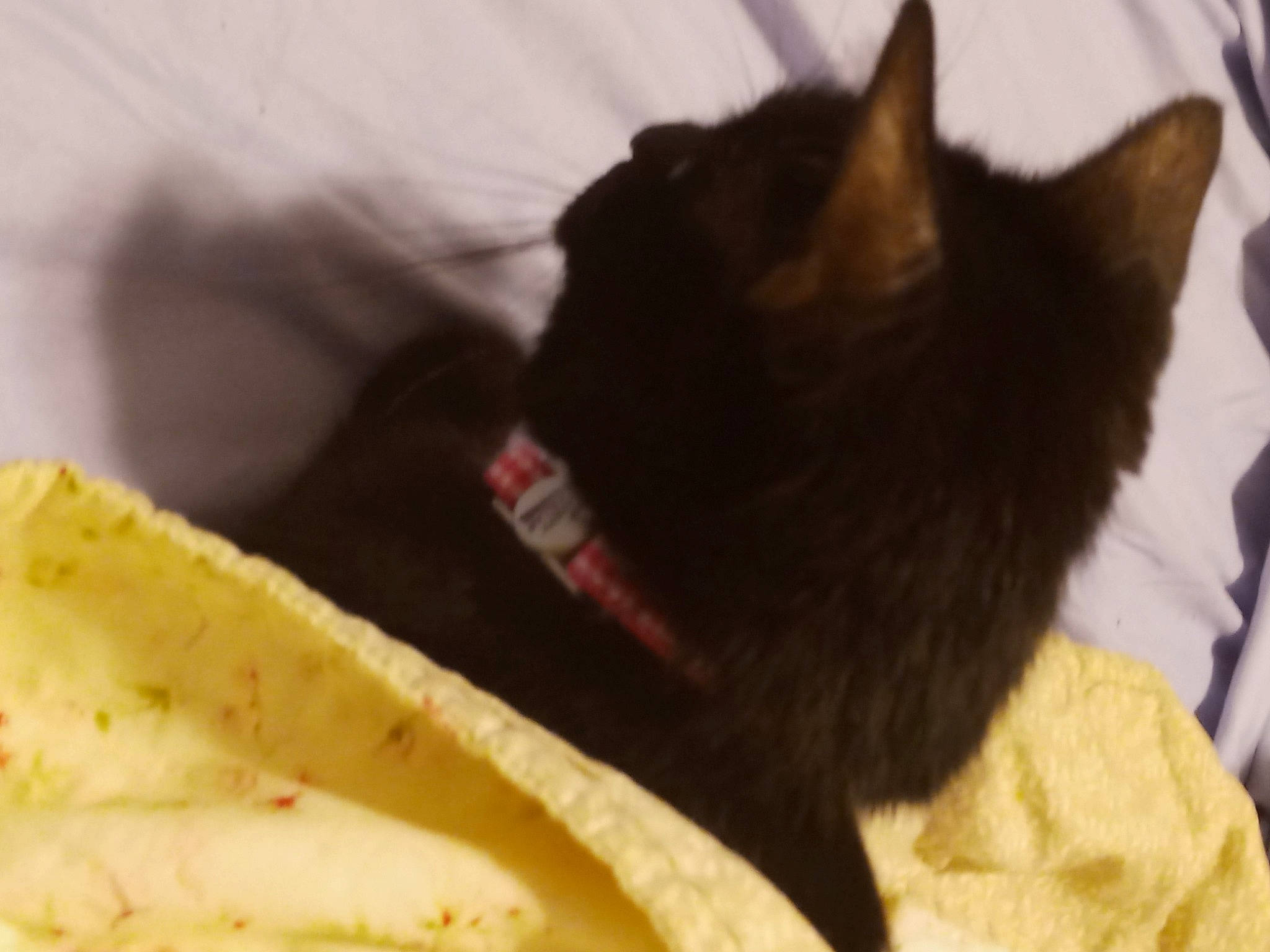 Pumpkin joined the competition — help win amazing prizes! black_cat, carnivore, cat, domestic_short_haired_cat, felidae, fur, kitten, mammal, nap, small_to_medium_sized_cats, snout, whiskers