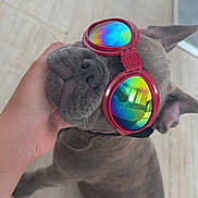 Marley a rejoint le concours — aidez-le/la à gagner de superbes lots ! dog, sunglasses, red, rainbow_reflection, pet, canine, hand, floor, tile, indoor, cute, portrait, accessory, fashion, animal, companion, relaxed, funny, closeup, petwear