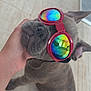 dog, sunglasses, red, rainbow_reflection, pet, canine, hand, floor, tile, indoor, cute, portrait, accessory, fashion, animal, companion, relaxed, funny, closeup, petwear