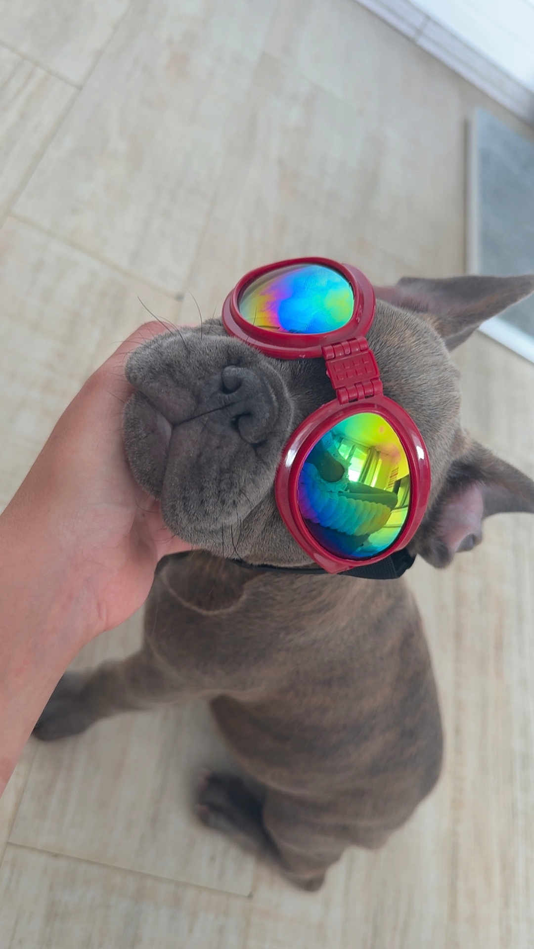 Marley a rejoint le concours — aidez-le/la à gagner de superbes lots ! dog, sunglasses, red, rainbow_reflection, pet, canine, hand, floor, tile, indoor, cute, portrait, accessory, fashion, animal, companion, relaxed, funny, closeup, petwear
