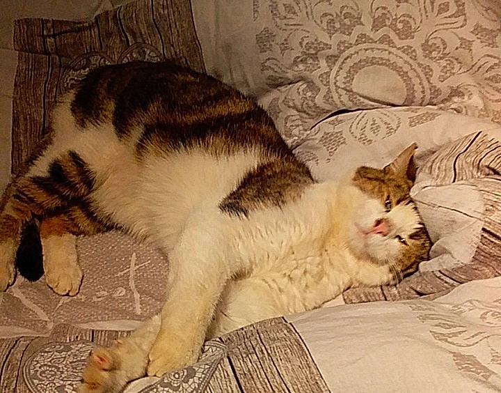 Olaf a rejoint le concours — aidez-le/la à gagner de superbes lots ! aegean_cat, american_wirehair, carnivore, cat, domestic_short_haired_cat, ear, european_shorthair, felidae, fur, kitten, mammal, nap, norwegian_forest_cat, paw, polydactyl_cat, sleep, small_to_medium_sized_cats, tabby_cat, tail, whiskers