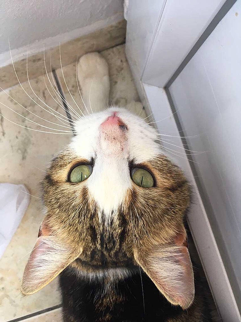 Olaf a rejoint le concours — aidez-le/la à gagner de superbes lots ! aegean_cat, carnivore, cat, felidae, fur, nose, small_to_medium_sized_cats, snout, tail, whiskers