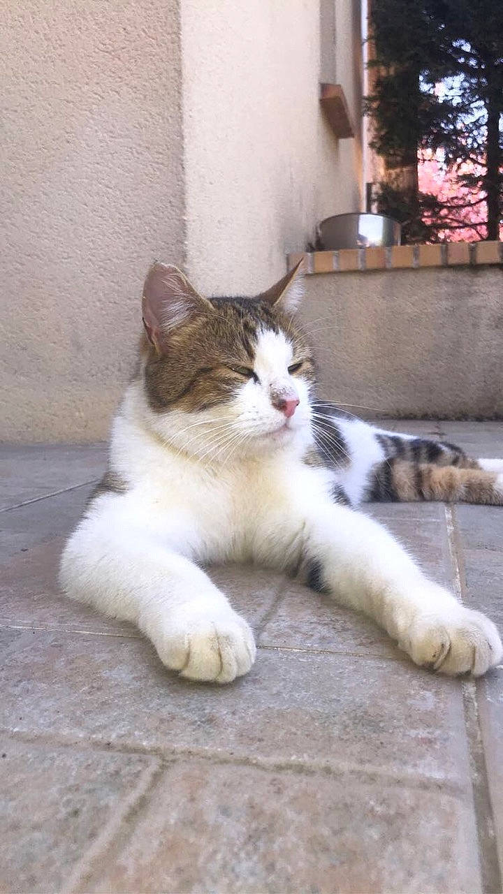 Olaf a rejoint le concours — aidez-le/la à gagner de superbes lots ! aegean_cat, american_wirehair, carnivore, cat, domestic_short_haired_cat, european_shorthair, fawn, felidae, kitten, mammal, norwegian_forest_cat, paw, polydactyl_cat, small_to_medium_sized_cats, tail, whiskers