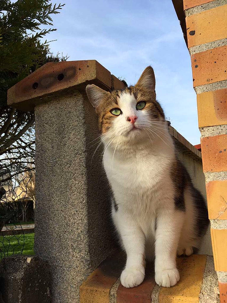 Olaf participe au concours pour gagner de l'argent avec cette photo : aegean_cat, british_semi_longhair, carnivore, cat, domestic_short_haired_cat, european_shorthair, fawn, felidae, mammal, norwegian_forest_cat, polydactyl_cat, small_to_medium_sized_cats, tree, whiskers, window