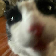 Pepino joined the competition — help win amazing prizes! animal, background, black_and_white, blurry, cat, close_range, close_up, curious, domestic, eye, face, feline, fur, indoor, mammal, nose, pet, snout, soft, whiskers