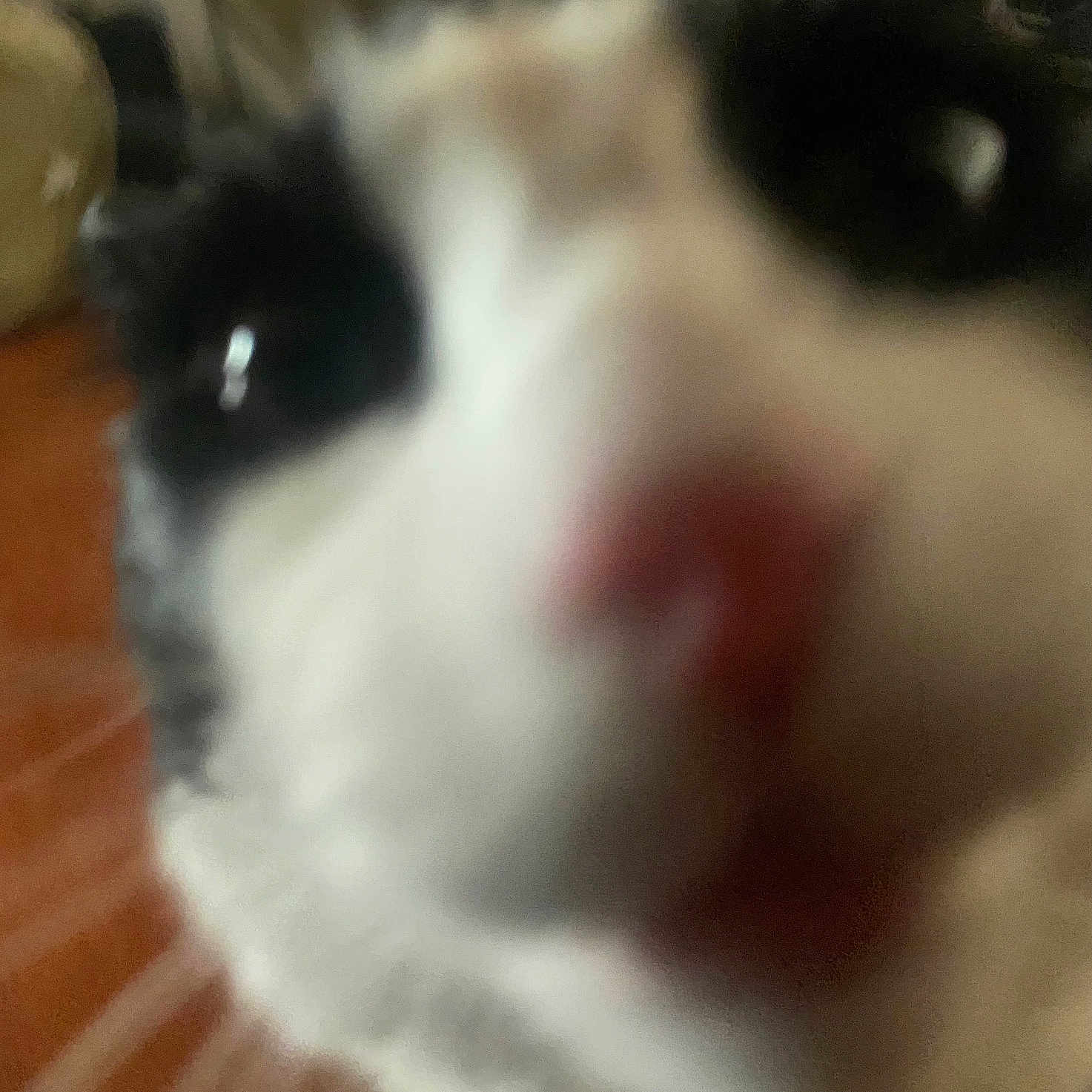 Pepino